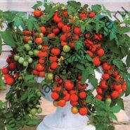 Tomate cultivar - Marmande - (Marmande) 10 semințe