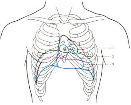 Topografie inima Cardioangiology anatomia umană (inima) Topografie inima Cardioangiology anatomia umană