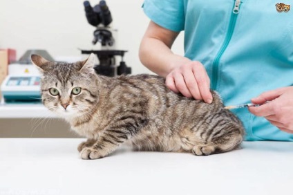 În pisica burta chel cauze, diagnostic, tratament (motive) În pisica burta chel cauze, diagnostic, tratament