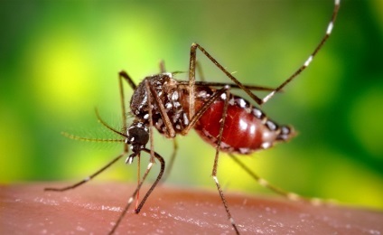 Mușcături de țânțari umflarea și înroșirea ochilor eliminarea edem, picior după o insectă, picior umflat un copil