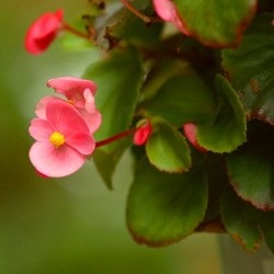 Begonia Care (îngrijire) Îngrijire Begonia
