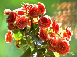 Begonia Care (îngrijire) Îngrijire Begonia