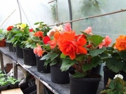 Begonia Care (îngrijire) Îngrijire Begonia