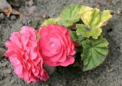 Îngrijire Begonia (Begonia) Îngrijire Begonia