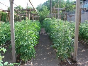 Cultivarea tomate în câmp deschis