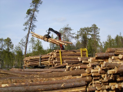 Заготівля деревини: оптимальний час для цього в Україні