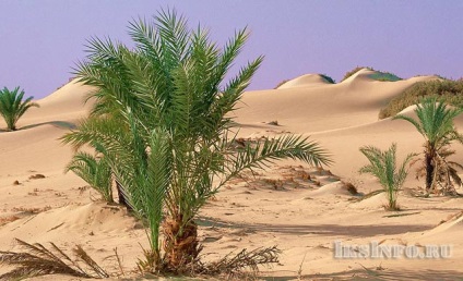 Apariția Saharei (Desert) Apariția deșertului Sahara