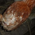 Păduchii și purici la puii de găină sfaturi cu privire la modul de a face cu dăunători, fotografii și video (pentru a lupta) Păduchi și purici la puii de găină sfaturi cu privire la modul de a face cu dăunători, foto și video