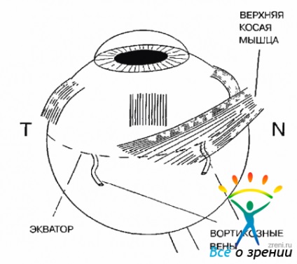 Anatomia chirurgicală (mușchii oculari direct) anatomia chirurgicală