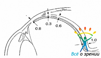 Anatomia chirurgicală (sclera) anatomia chirurgicală