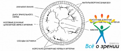 Anatomia chirurgicală (parte) anatomia chirurgicală