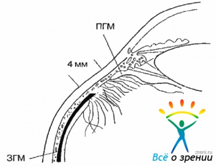 Anatomia chirurgicală (atașament) anatomia chirurgicală