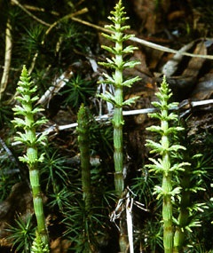 Plante si coada calului tuiuri (plante) Plante și coada calului tuiuri