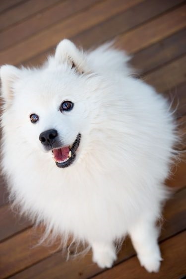 Japoneză Spitz rasa descriere, îngrijire și sănătate, caracterul și foto (caracter) Japoneză descriere rasa Spitz, îngrijire și sănătate, natura și fotografii