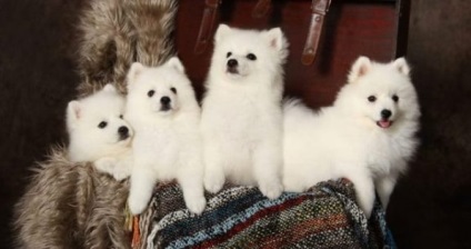 Japoneză Spitz rasa descriere, îngrijire și sănătate, caracterul și foto (rocă) Japoneză descriere rasa Spitz, îngrijire și sănătate, natura și fotografii