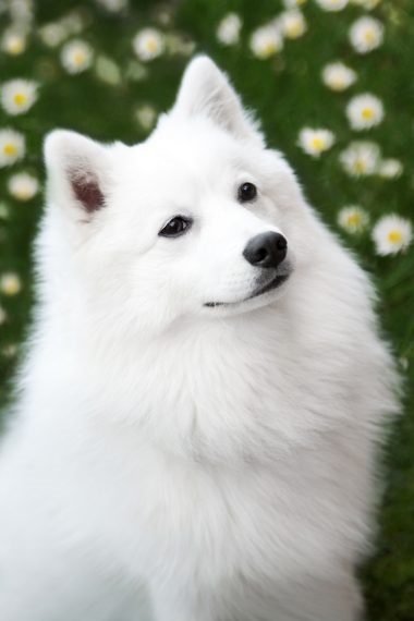 Japoneză Spitz rasa descriere, îngrijire și sănătate, caracterul și foto (de sănătate) Japoneză descriere rasa Spitz, îngrijire și sănătate, natura și fotografii