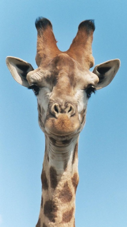 De ce un coarne girafă (direct în interiorul corpului) De ce un coarne girafă