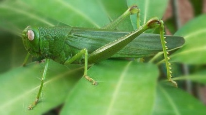 lăcustă verde (lăcustă) katydid