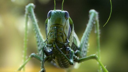 Grasshopper Green (verde) katydid