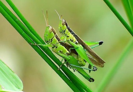 lăcustă verde (lăcustă) katydid