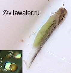 Living Water () apă vie