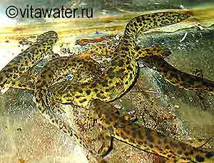 Living Water () apă vie