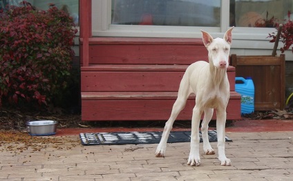 animale albinoase (31 poze) (home) animale albinoase (31 poze)