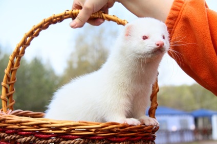 animale albinoase (31 poze) (home) animale albinoase (31 poze)