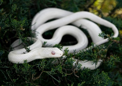 animale albinoase (31 poze) (plante) animale albinoase (31 poze)