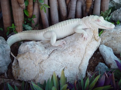 animale albinoase (31 poze) (persoane) animale albinoase (31 poze)