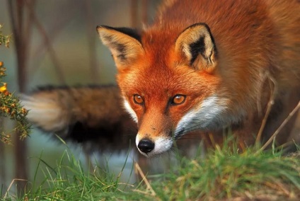 Animalele populează coronamentul pădurilor de conifere - parcuri si pasari (animale) Animalele populează coronamentul pădurilor de conifere - rezervații naturale și a păsărilor