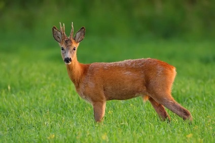 Animalele populează coronamentul pădurilor de conifere - rezervații naturale și pasăre (păduri) Animalele populează coronamentul pădurilor de conifere - rezervații naturale și a păsărilor
