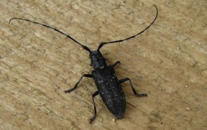 Animalele populează coronamentul pădurilor de conifere - rezervații naturale și pasăre (păsări) Animalele populează coronamentul pădurilor de conifere - rezervații naturale și a păsărilor