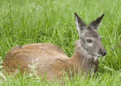 Animalele populează coronamentul pădurilor de conifere - parcuri si pasari (animale) Animalele populează coronamentul pădurilor de conifere - rezervații naturale și a păsărilor