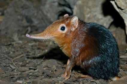 Animalele populează coronamentul pădurilor de conifere - parcuri si pasari (animale) Animalele populează coronamentul pădurilor de conifere - rezervații naturale și a păsărilor