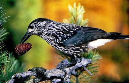 Animalele populează coronamentul pădurilor de conifere - rezervații naturale și a păsărilor (fauna) Animalele populează coronamentul pădurilor de conifere - rezervații naturale și a păsărilor