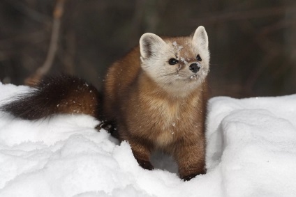 Animalele populează coronamentul pădurilor de conifere - rezervații naturale și pasăre (păsări) Animalele populează coronamentul pădurilor de conifere - rezervații naturale și a păsărilor