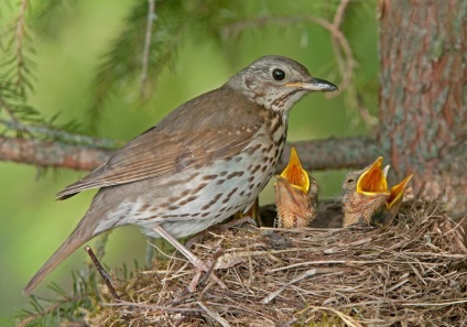 Animalele populează coronamentul pădurilor de conifere - rezervații naturale și a păsărilor (fauna) Animalele populează coronamentul pădurilor de conifere - rezervații naturale și a păsărilor
