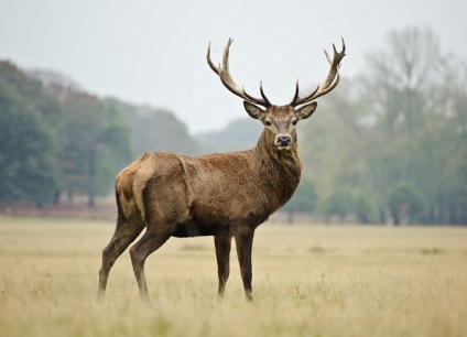Animalele populează coronamentul pădurilor de conifere - rezervații naturale și pasăre (animale pădure de conifere) Animalele populează coronamentul pădurilor de conifere - rezervații naturale și a păsărilor