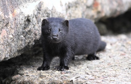Animalele populează coronamentul pădurilor de conifere - rezervații naturale și pasăre (păsări) Animalele populează coronamentul pădurilor de conifere - rezervații naturale și a păsărilor