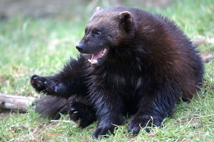 Animalele populează coronamentul pădurilor de conifere - rezervații naturale și pasăre (animale pădure de conifere) Animalele populează coronamentul pădurilor de conifere - rezervații naturale și a păsărilor