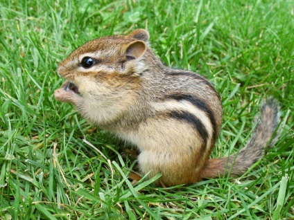 Animalele populează coronamentul pădurilor de conifere - rezervații naturale și a păsărilor (fauna) Animalele populează coronamentul pădurilor de conifere - rezervații naturale și a păsărilor