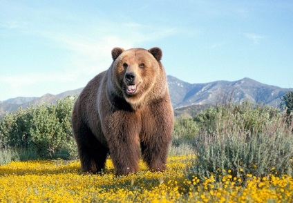 Animalele populează coronamentul pădurilor de conifere - rezervații naturale și pasăre (animale pădure de conifere) Animalele populează coronamentul pădurilor de conifere - rezervații naturale și a păsărilor