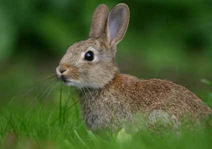 Animalele populează coronamentul pădurilor de conifere - rezervații naturale și pasăre (păsări) Animalele populează coronamentul pădurilor de conifere - rezervații naturale și a păsărilor