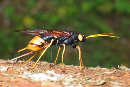 Animalele populează coronamentul pădurilor de conifere - rezervații naturale și pasăre (păduri) Animalele populează coronamentul pădurilor de conifere - rezervații naturale și a păsărilor