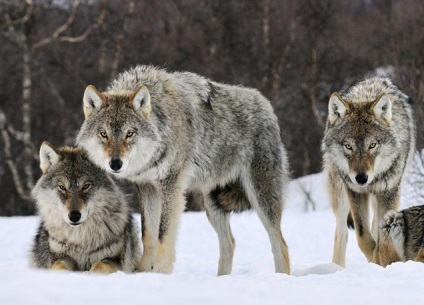 Animalele populează coronamentul pădurilor de conifere - parcuri si pasari (animale) Animalele populează coronamentul pădurilor de conifere - rezervații naturale și a păsărilor
