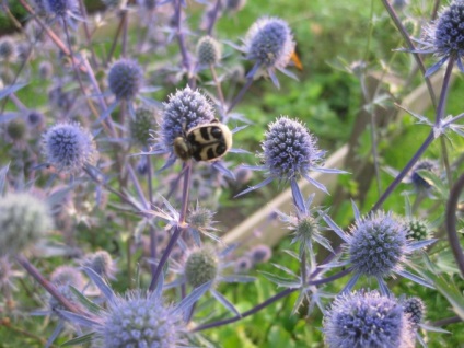 6 placi Planum Eryngium cultivare (eringiuma)