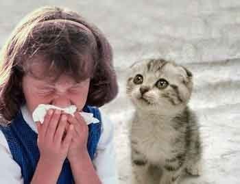Alergiei la pisici cauze, simptome si tratament de alergie la pisici remedii populare
