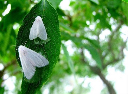fluture alb american sabotor „alb și pufos“