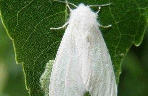 American alb fluture de carantină dăunătorilor - cum să lupte - viața mea